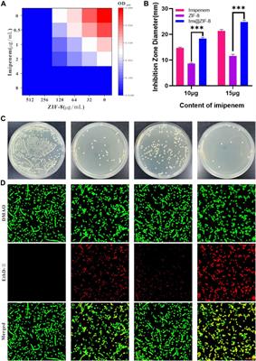 A fresh pH-responsive imipenem-loaded nanocarrier against Acinetobacter baumannii with a synergetic effect